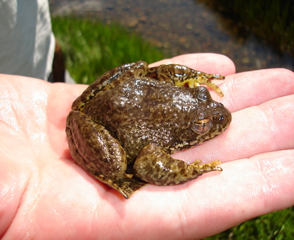 Sierra Nevada yellow legged frog