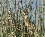 American bittern staff Megan Fiske