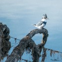 Belted Kingfisher by Andrew Fife