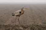 Great blue heron by Ben Swift