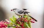 Northern mockingbird by David Hargus