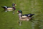 Wood ducks by Drew Myers