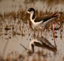 Black-necked stilt by Fred Courter