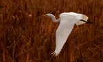 Great egret by Fred Courter