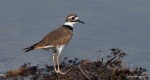 Killdeer by Floyd Hopper