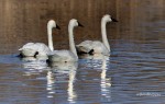 Tundra Swans by Floyd Hopper