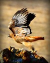 Red-tailed hawk by Frank Perez