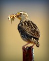 Western meadowlark by Frank Perez