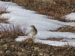 American pipit