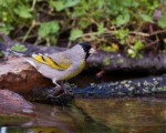 Lawrence\'s goldfinch by Mike Matenosky