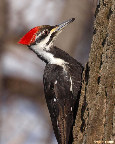 Woodpeckers of the Central Sierra Nevada - CSERC