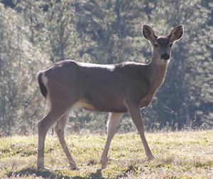 Mule Deer – Odocoileus hemionus - CSERC