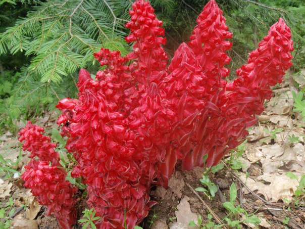 weird-life-of-the-central-sierra-part-2-plants-that-resemble-fungi