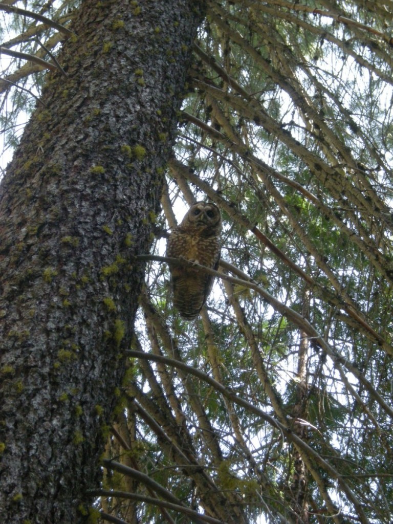 pin the owl on the tree game