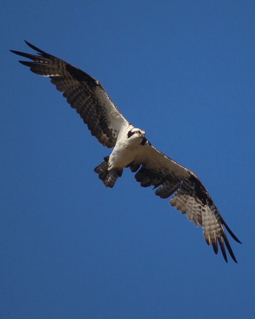 Check out the top 10 wildlife and landscape photos in CSERC’s 2019 ...