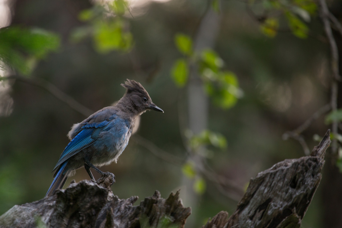 Blue Jay Bird  Satellite Garden Centre