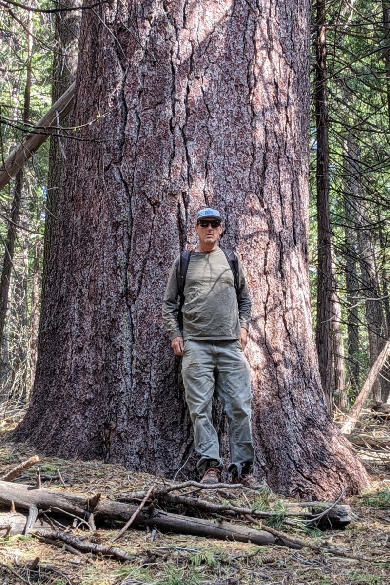 tom hofstra standing at a very large sugar pine