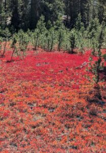 fall colors: vibrant red and orange blueberry plants in stanislaus forest setting