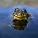 ‘The lakes are alive again’: These frogs are back from near extinction