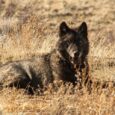 CDFW Captures and Collars 12 Gray Wolves in Northern California