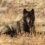 CDFW Captures and Collars 12 Gray Wolves in Northern California