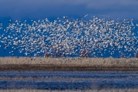 David Hargus -Geese blowoff