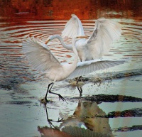 Joanne Sogsti - Egrets