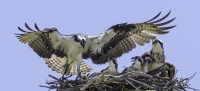 Sharon Anderson - Osprey