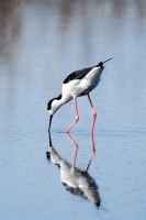 Elissa Wall - Black Necked Stilt