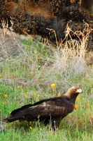 Elissa Wall - Golden Eagle among poppies